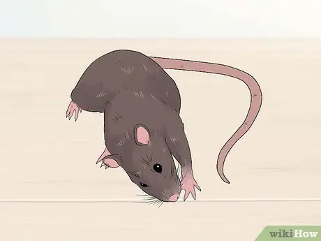 Лечение ушных инфекций у крыс Шаг 3