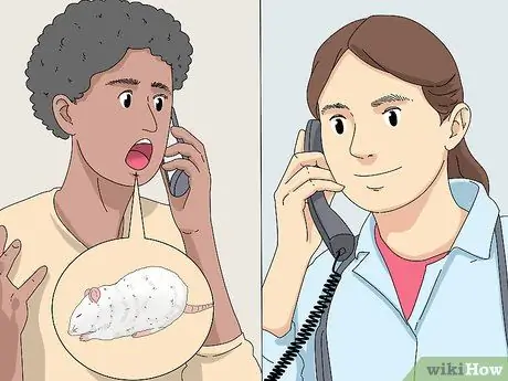 Лечить диарею у крыс Шаг 5