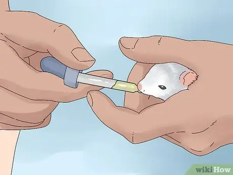 Лечить диарею у крыс Шаг 9