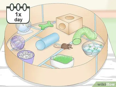 Создайте безопасную игровую площадку для своих домашних крыс Шаг 11