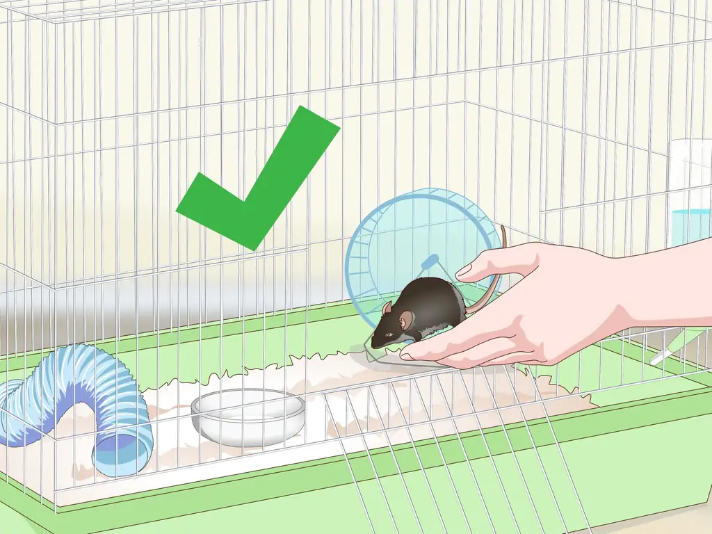 Как очистить клетку для мыши: 12 шагов (с изображениями)