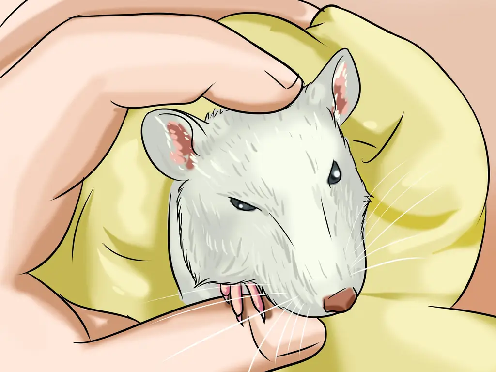 Как сделать бассейн для крысы: 6 шагов (с иллюстрациями)