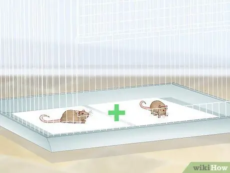 Установите клетку для мыши, шаг 2