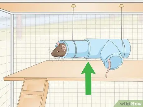 Обеспечьте укрытие для домашней крысы Шаг 5