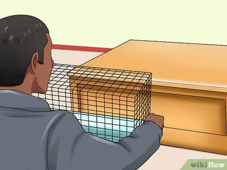 Уход за беременной крысой Шаг 10