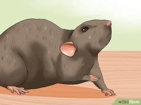 Уход за беременной крысой Шаг 11