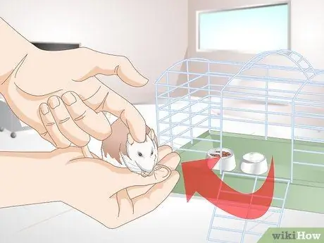 Помогите своей жирной крысе похудеть Шаг 10