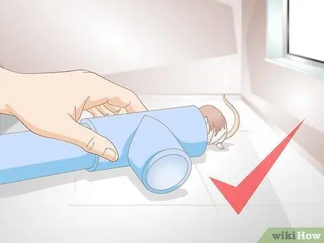 Помогите своей жирной крысе похудеть Шаг 11