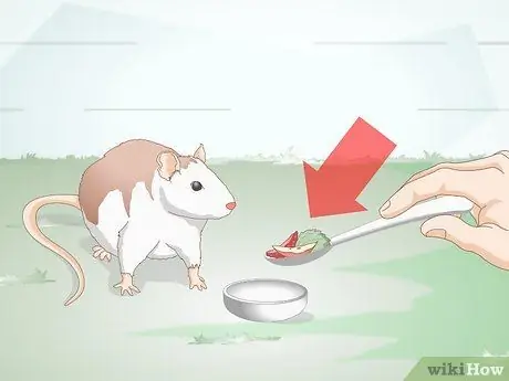 Помогите своей жирной крысе похудеть, шаг 3