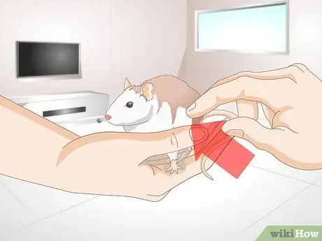 Помогите своей жирной крысе похудеть Шаг 6