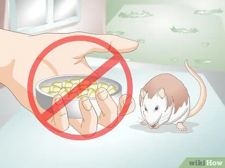 Помогите своей жирной крысе похудеть Шаг 7