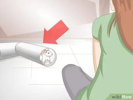 Помогите своей жирной крысе похудеть Шаг 8