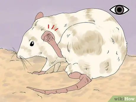 Выявление и лечение ушных инфекций у крыс Шаг 1