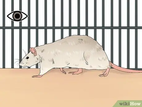 Выявление и лечение ушных инфекций у крыс Шаг 2