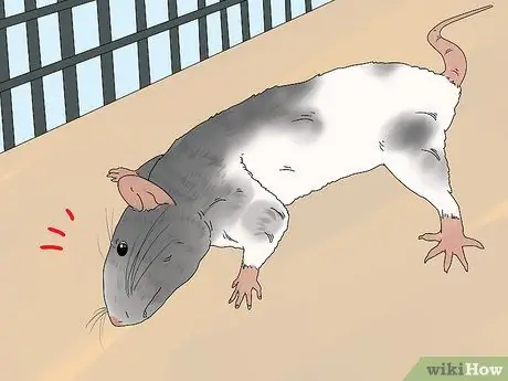 Выявление и лечение ушных инфекций у крыс Шаг 4