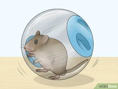 Поддерживайте здоровый вес домашних крыс Шаг 6