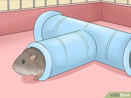 Поддерживайте здоровый вес домашних крыс Шаг 7