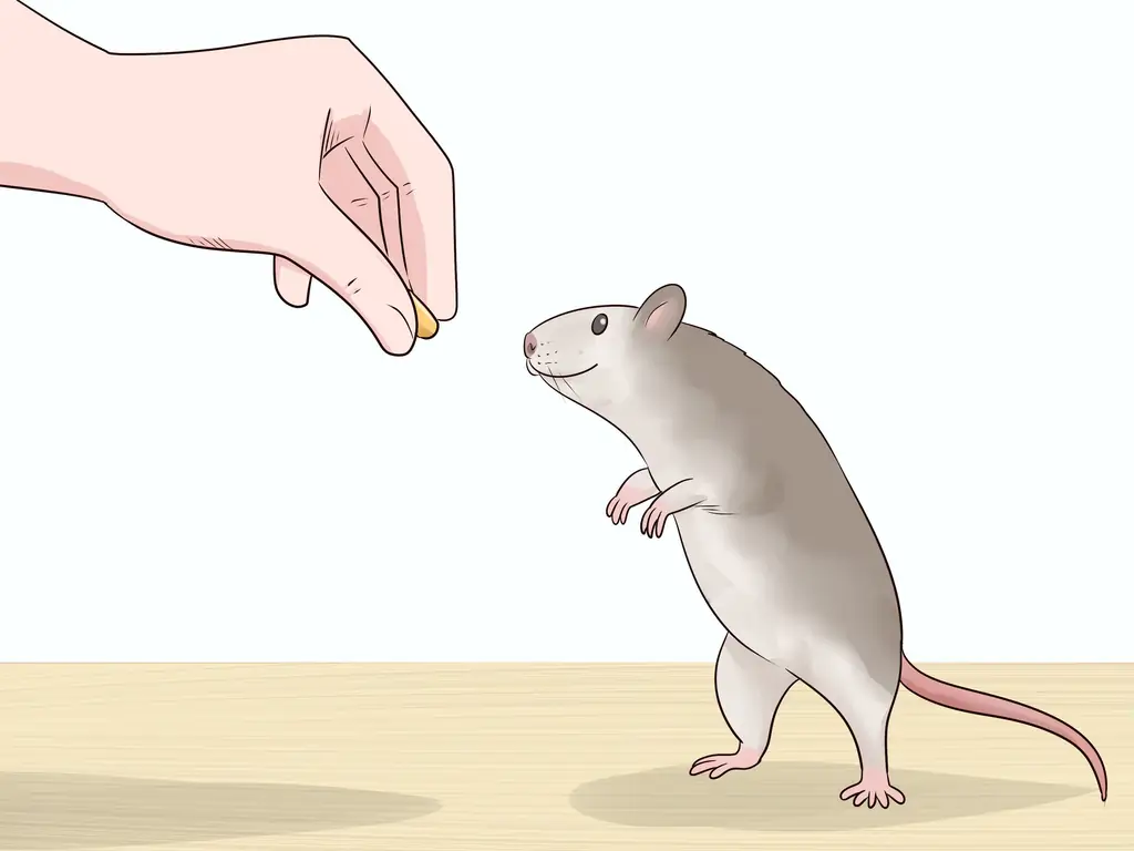 Как сохранить здоровый вес домашних крыс: 10 шагов