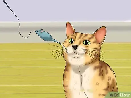 Остановить кошку от жевания Шаг 11