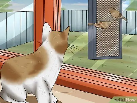 Как остановить жевание кошки Шаг 14