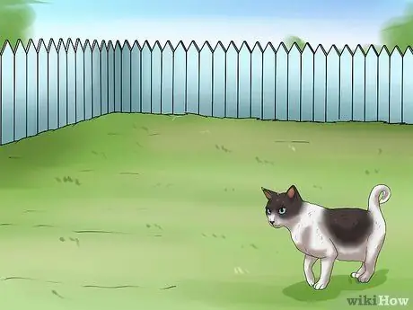 Как остановить жевание кошки Шаг 15