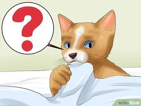 Остановить кошку от жевания, шаг 2