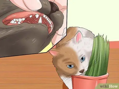 Остановить кошку от жевания, шаг 3