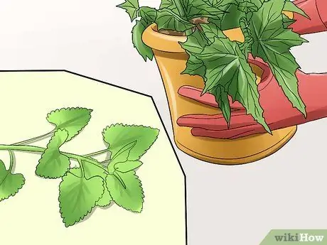 Остановить кошку от жевания Шаг 9