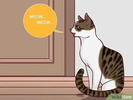 Говорите с кошкой, шаг 1