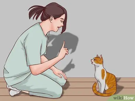 Говорите с кошкой, шаг 12