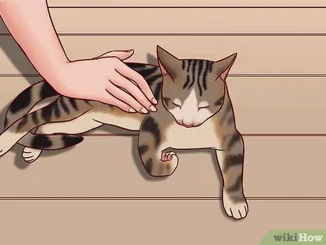 Говорите с кошкой, шаг 3