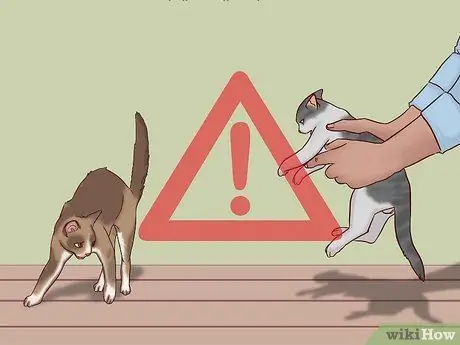 Говорите с кошкой, шаг 4