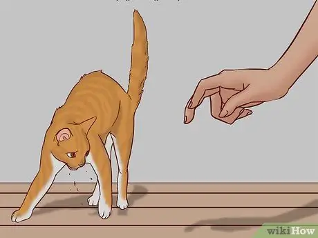 Говорите с кошкой, шаг 5