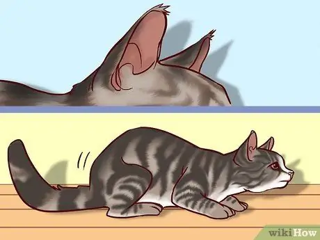 Говорите кошке, шаг 6