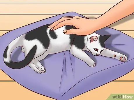 Говорите кошке, шаг 7