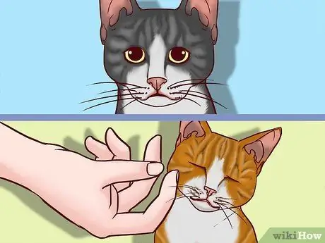 Говорите с кошкой, шаг 8