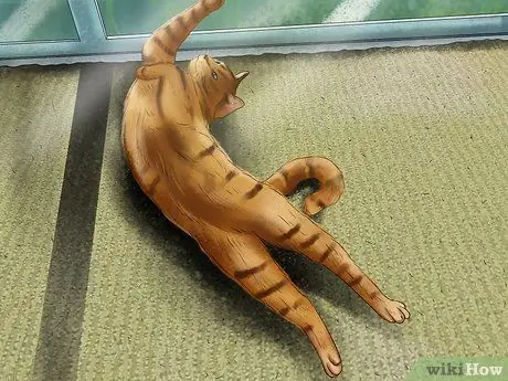 Дайте кошке место, чтобы позагорать Шаг 4