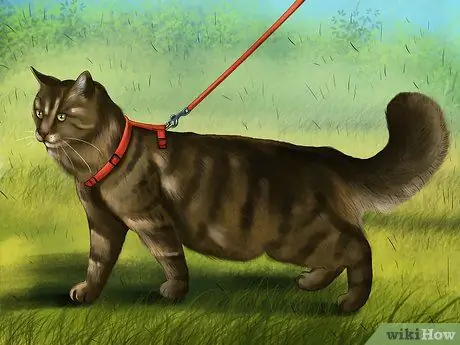 Дайте кошке место, чтобы позагорать Шаг 5