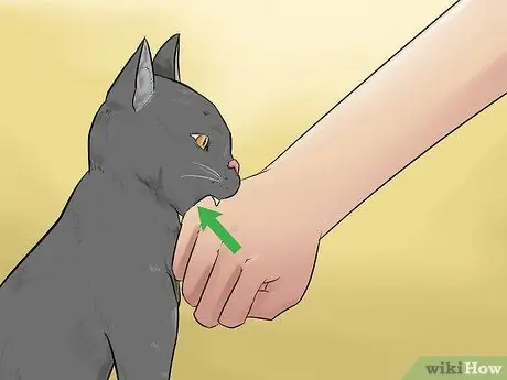 Не дать напуганной кошке укусить Шаг 2