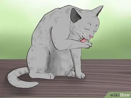 Не дать напуганной кошке укусить Шаг 10