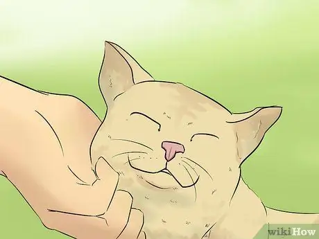 Не дать напуганной кошке укусить Шаг 6