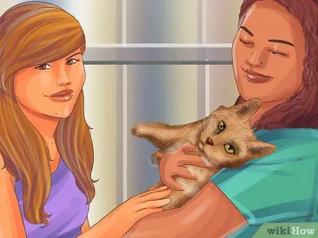 Социализируйте испуганного кота Шаг 11