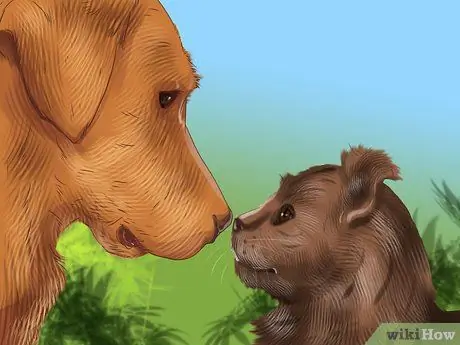 Социализируйте испуганного кота Шаг 12