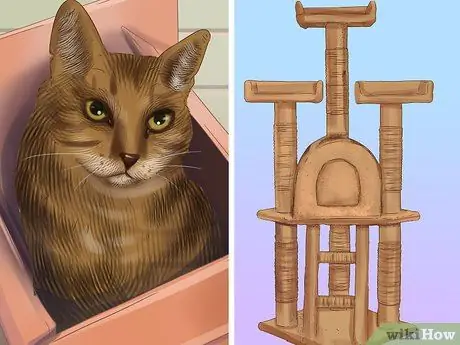 Социализируйте испуганного кота Шаг 2