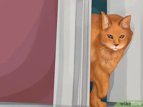 Социализируйте испуганного кота Шаг 3