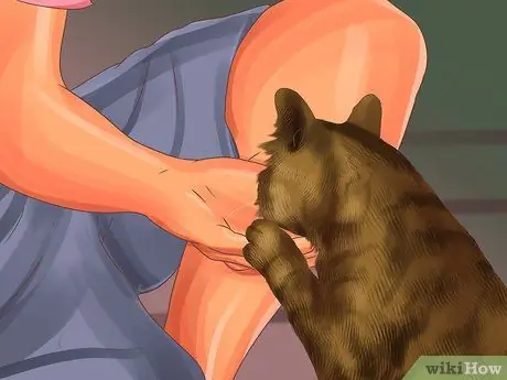 Социализируйте испуганного кота Шаг 4