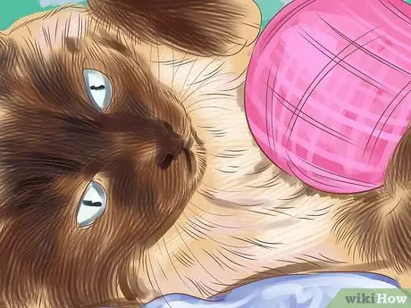 Социализируйте испуганного кота Шаг 5