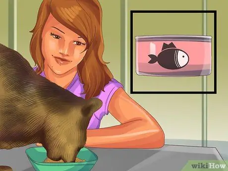 Социализируйте испуганного кота Шаг 6