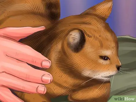 Социализируйте испуганного кота Шаг 7