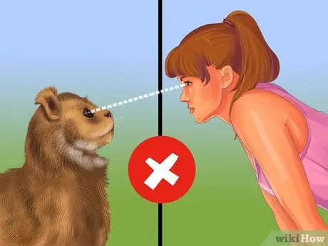 Социализируйте испуганного кота Шаг 8